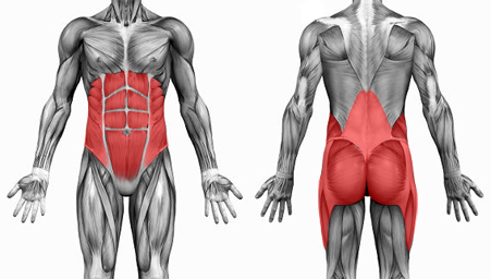  /> Core muscles – gymferris.com</p>
<p>The core muscles are essentially any muscles which make up the abdomen or ‘trunk’. They are employed in almost every movement of the body; to allow movements such as lifting, reaching or twisting, or to brace against a load. A strong core will enable good posture, allow stronger positions to be maintained and facilitate more powerful movements.</p>
<h1>How does the Core relate to Rowing?</h1>
<p>Rowers use their core to achieve positions through the stroke, hold posture, connect the leg drive to the handle and maintain stability.</p>
<p>A strong core will allow rowers to hold better posture throughout the stroke. Rowers will be able to achieve full compression at the catch without collapsing and losing potential power. Connection through the drive is improved as the rower can keep a strong back. Rowers can maintain the drive and flow into the recovery by sitting tall through the finish.</p>
<p>The entire stroke can be performed with improved stability as rowers use their core muscles to hold their bodies stable, rather than balancing the boat using upper body movements or knee wobbles.</p>
<p>As well as posture and stability, effective power can be greatly improved through stronger connection and transfer of the leg power through to the handle and the blade. Using the core for posture and stability frees up other muscle groups to generate power. This power is better transferred through a strong core, so the rower is more efficient.</p>
<p>Core strength allows rowers to be more durable and robust, reducing the chance of injury during rowing, cross-training and weight lifting. By putting the body in the correct position through the stroke (only possible with a good core) the extra strain on other muscles is reduced.</p>
<h3>How to Develop a Strong Core…</h3>
<p>There are many exercises which can be used to build core strength. These involve holding a position (static), controlled movements from a held position (dynamic) and movements with resistance (resisted). The addition of equipment such as gym balls, thera-band or thera-tube can add a degree of instability or resistance for the athlete to work against. Resisted exercises require a partner, weights or other equipment. For this article we will focus on static core exercises which can be done without any additional equipment.</p>
<h3>Buy Ben’s Book “Be Your Own Support Team”</h3>
<p>Ben expands on this article and gives you all the information you need to be the land-based support for</p>
<p><a href=