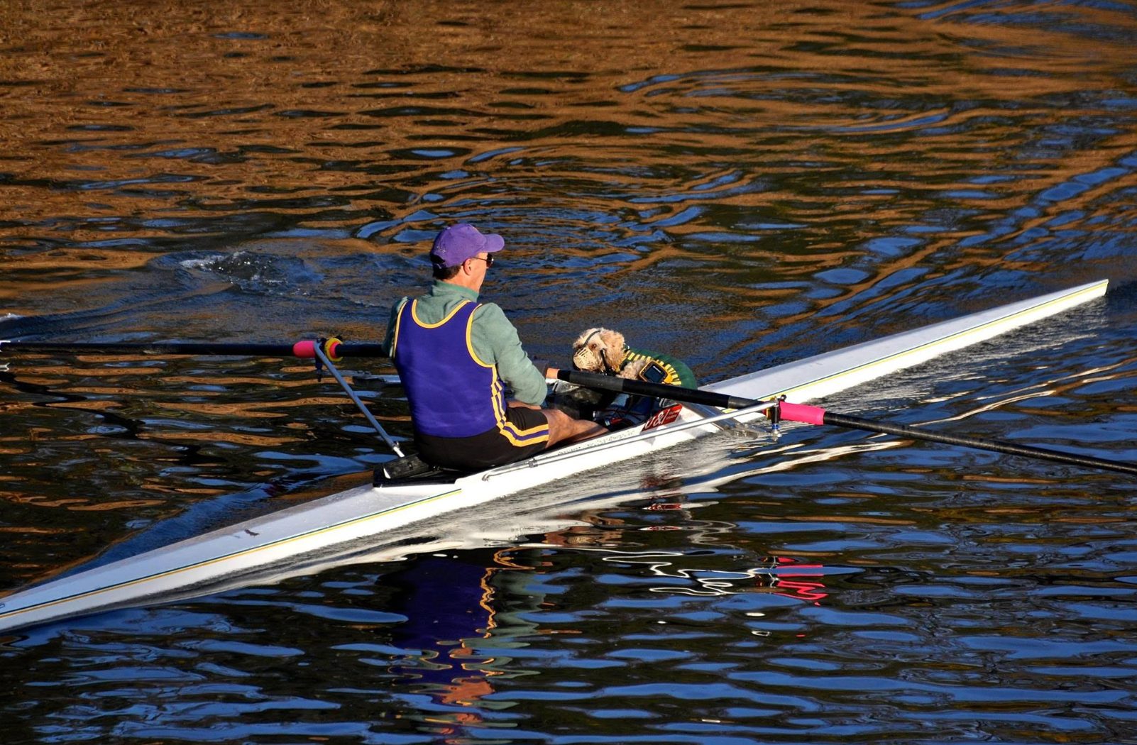 rowing sculling, dog in boat, dog in rowing boat,