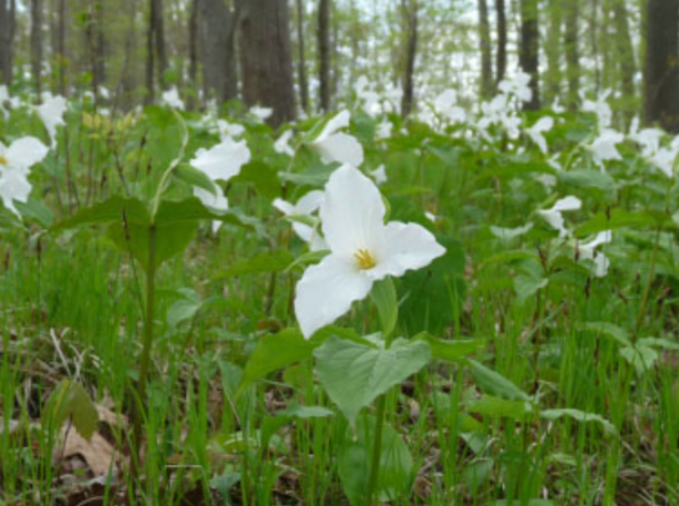 Trillium flower