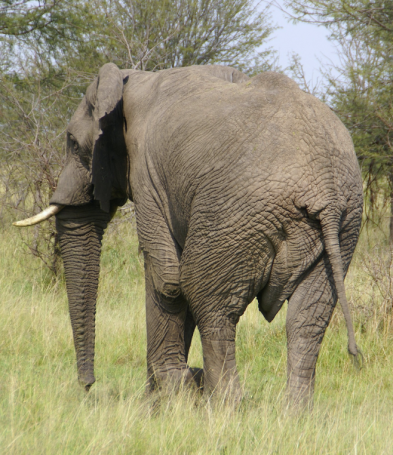 elephant back view, rear end elephant